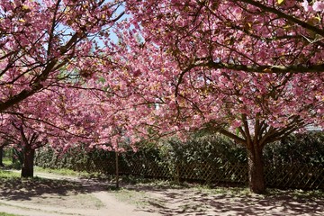 Kirschbäume in voller Blüte am Berliner Mauerweg in Teltow