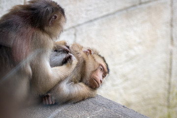Affen im Zoo beim essen und ausruhen