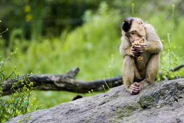 Affen im Zoo beim essen und ausruhen