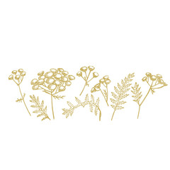 Tansy or daisy flower. Botanical illustration. Good for cosmetics, medicine, treating, aromatherapy, nursing, package design, field bouquet. Hand drawn wild hay flowers.