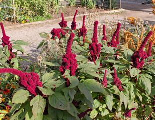 Amaranthus gangeticus or Elephant Head growing in an English country garden.