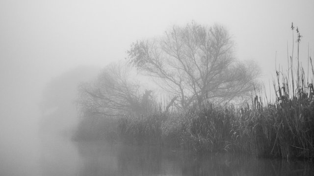 First light of a misty and foggy morning creating a picturesque atmosphere at the Danube Delta Romania