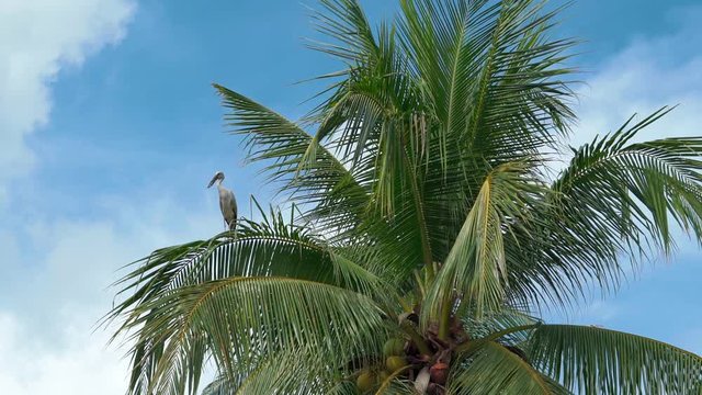 Zoom out from white Stork Anastomus oscitans sitting on the palm tree with blue sky background at sunny day White asian stork Wildlife Bird