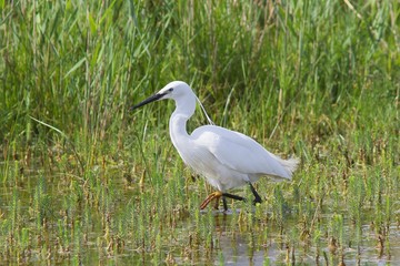 Little Egret, Egretta garzetta, hunting in the marsh.