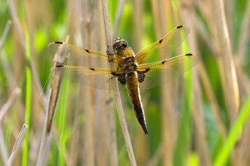 Four-spotted Chaser, Libellula quadrimaculata, dragonfly on a reed stem in the morning sun.