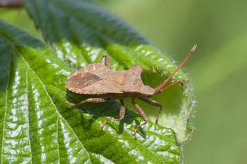 Dock Bug, Coreus marginatus, on a leaf in the morning sun.