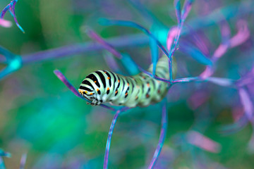 Beautiful colorful caterpillar on a leaf in the ultraviolet light