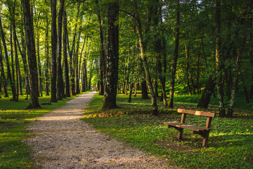 green forest with path