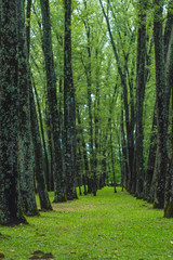 Fototapeta premium green forest with path