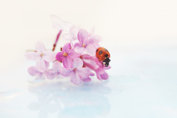 ladybug sitting on a beautiful lilac flower. Reflection in water. Beautiful background - 271751954