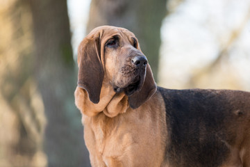 Hund im Schnee Bloodhound Rassehund Hündin mit langen Ohren