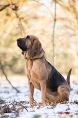 Hunderasse Bloodhound Hund im Schnee