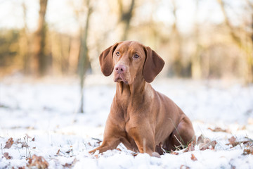 Hund im Schnee