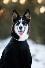 Hund im Schnee mit Pullover gegen Kälte