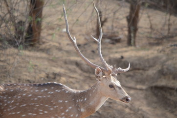 Deer