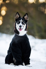 Hund im Schnee