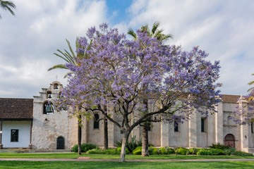 Obraz premium Beautiful Jacaranda Trees blossom and Mission Church