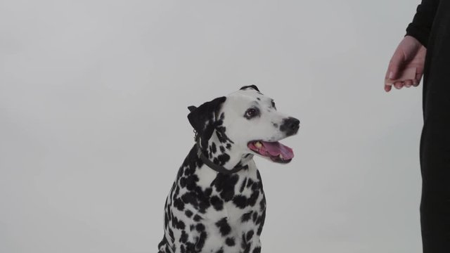 Dalmatian dog on a white background