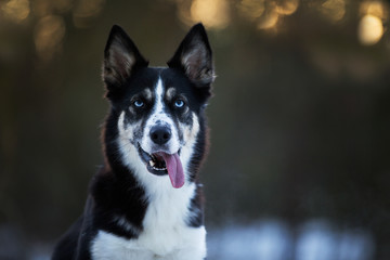 Hund im Schnee