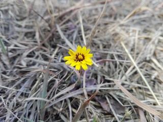 The flower that grows in the middle of the rocks Come Oner and the most beautiful flowers