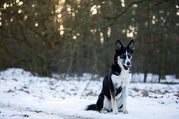 Hund im Schnee