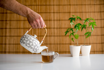 White table with Marijuana plant in pottery. Hand pouring hot CBD tea in to glass.