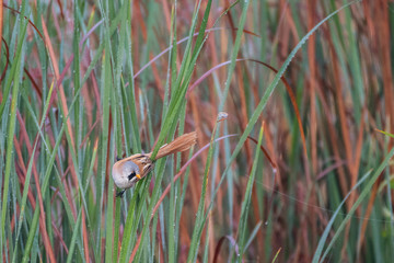 Close up of rare isolated Bearded Reedling mature male bird in the wild- Danube Delta Romania