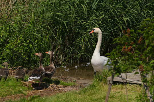Mueritz national park. A swan and a gray goose family in holiday destination woblitz lake, Mecklenburg Lake Plateau