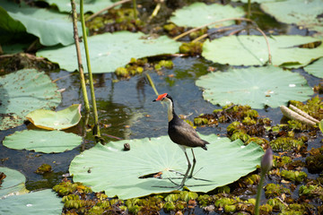 Comb-crested Jacana water bird Kakadu © Marlon's world