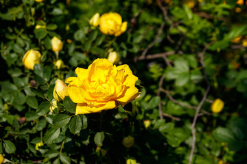 Beautiful bush of yellow roses in the garden