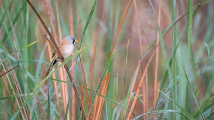 Close up of rare isolated Bearded Reedling mature male bird in the wild- Danube Delta Romania