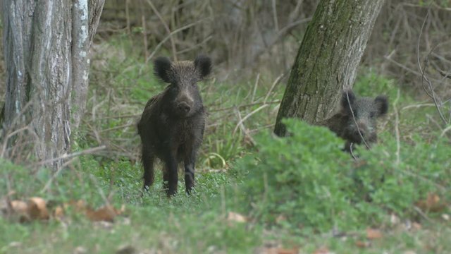 Wild boar animals encounter in the woods