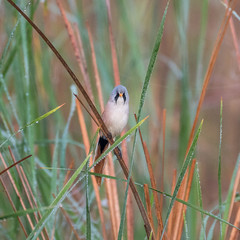 Close up of rare isolated Bearded Reedling mature male bird in the wild- Danube Delta Romania