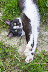 Home a young black and white cat walks in the country yard