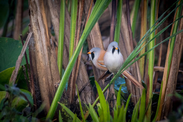 Close up of rare isolated Bearded Reedling mature male bird in the wild- Danube Delta Romania