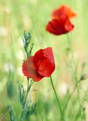 blooming red poppy in the field in the spring afternoon
