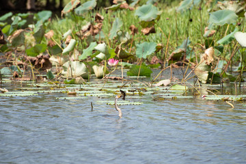 Australian Darter waterbird with fish 