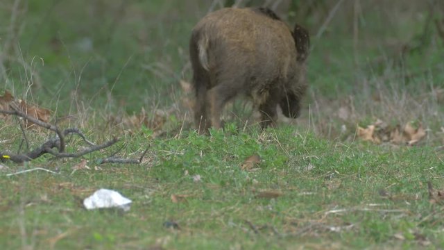 Young wild boar animal walking in the woods