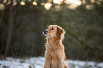 Golden Retriever Mischlingshündin im Schnee