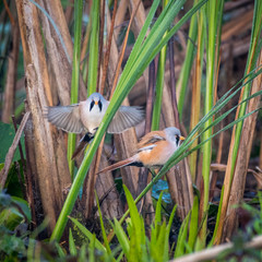 Close up of rare isolated Bearded Reedling mature male bird in the wild- Danube Delta Romania