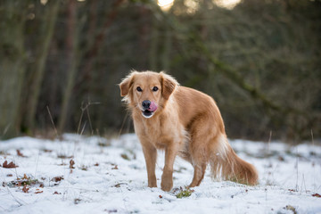 Golden Retriever Mischlingshündin im Schnee