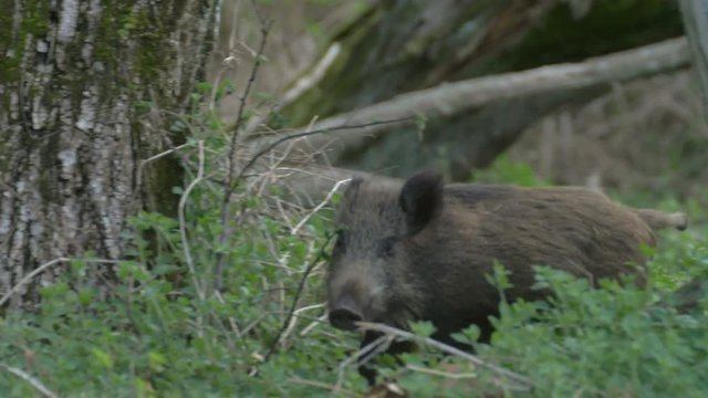 Young wild boar animal running in the woods