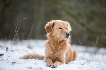 Golden Retriever Mischlingshündin im Schnee