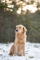 Golden Retriever Mischlingshündin im Schnee