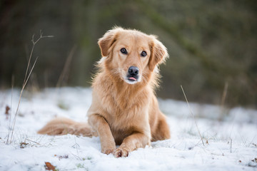 Hund Golden Retriever Mischlingshündin im Schnee