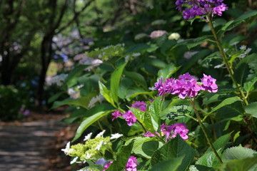 道端に咲く紫陽花
