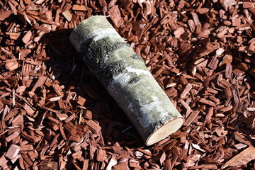 A fresh cutted piece of firewood on brown wood shavings.