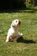 Millie a Lhasa Apso playing in the garden on a sunny day.