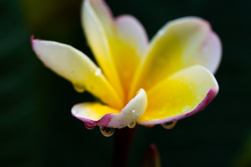 Close up of yellow frangipani flower with drops of water hanging from petals