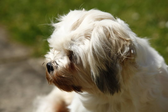 Millie a Lhasa Apso playing in the garden on a sunny day.